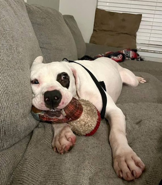 The longest shelter dog falls asleep smiling after finally being rescued by a loving family.