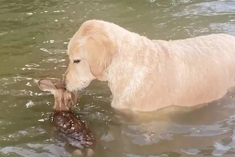 Courageous Goldendoodle Saves Baby Fawn from Drowning in Lake