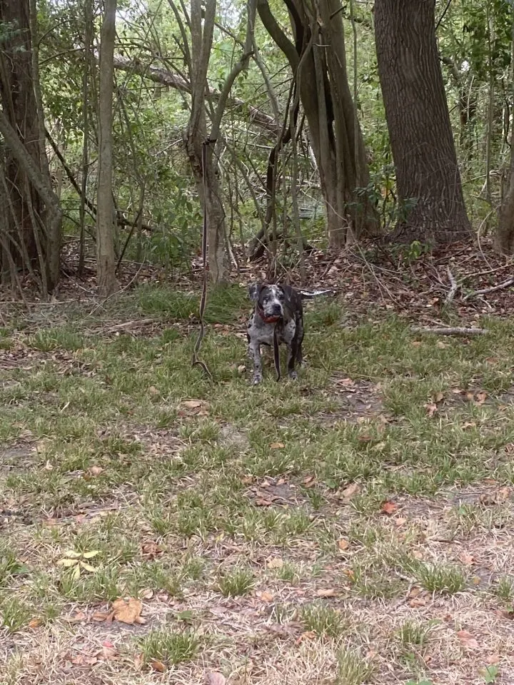 Rescuers Were Moved to Tears by the Condition of a Dog Abandoned Behind a Cemetery