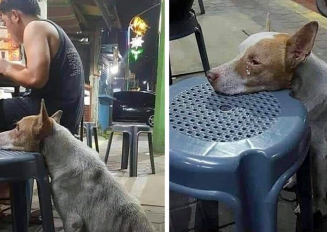 Famished and forlorn, a canine rests its head on a restaurant chair, hoping in vain for a compassionate stranger to offer some solace.