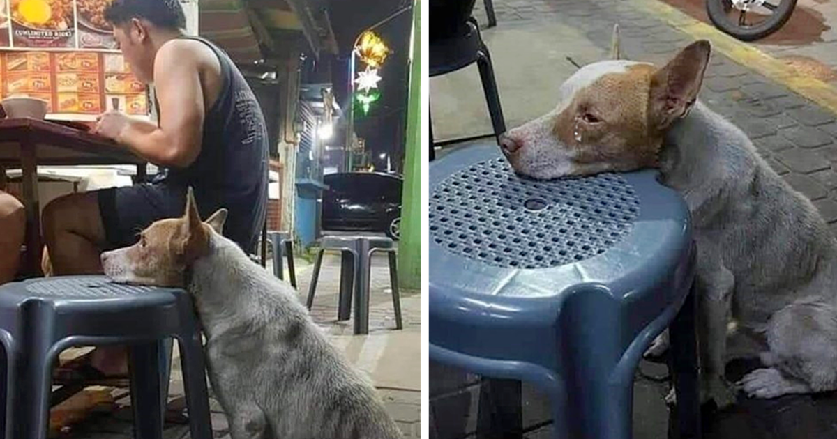 Famished and forlorn, a canine rests its head on a restaurant chair, hoping in vain for a compassionate stranger to offer some solace.