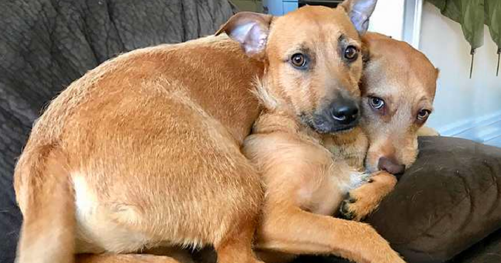 A Miraculous Encounter: Shelter-Adopted Dog Bonds with Lookalike, Creating a Heartwarming Moment for the Family