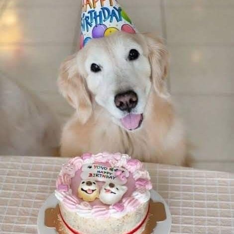 Yoyo’s Pawsome Birthday Party