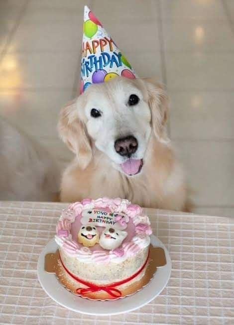 Yoyo’s Pawsome Birthday Party