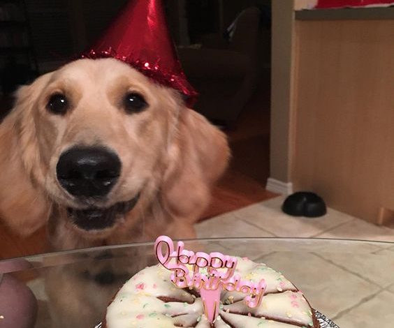 A Joyful Celebration: A Golden Retriever’s Birthday Delight