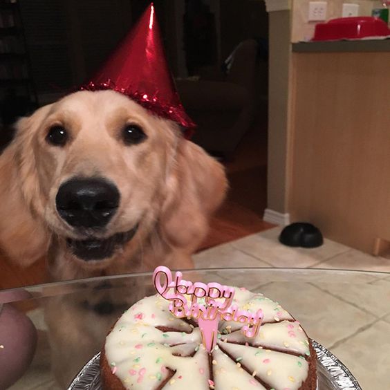 A Joyful Celebration: A Golden Retriever’s Birthday Delight