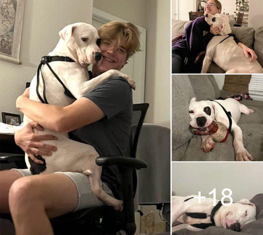 After 390 Days in the Shelter, Adopted Dog Finds Joy and Peace in New Owner’s Arms, Touching Millions