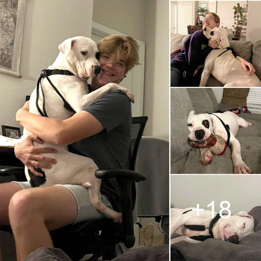 After 390 Days in the Shelter, Adopted Dog Finds Joy and Peace in New Owner’s Arms, Touching Millions