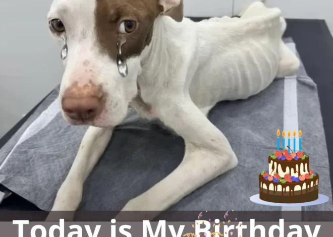 Title: A Heart-Wrenching Birthday Tribute to a Neglected and Abandoned Dog