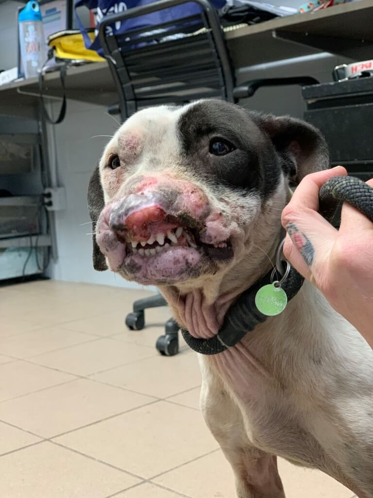 Happy 2nd, Bruno! Celebrating a Big-Hearted Great Dane’s Birthday with Sloppy Kisses