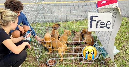 Unexpected Discovery: Man Finds a Kennel in a Parking Lot, Unveils a Startling Surprise Inside