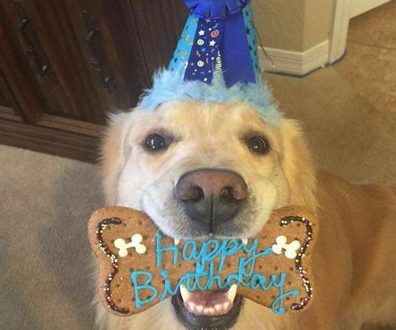 Celebrating 12 Wonderful Years with Ti the Golden Retriever