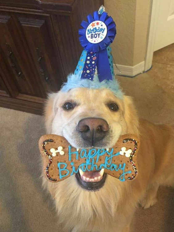 Celebrating 12 Wonderful Years with Ti the Golden Retriever