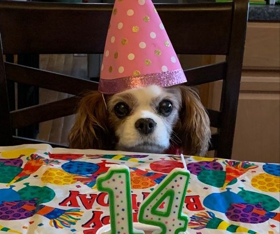 Celebrating Ginger’s 14th Birthday