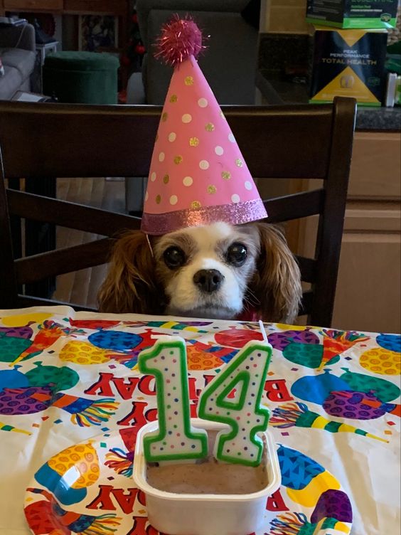 Celebrating Ginger’s 14th Birthday