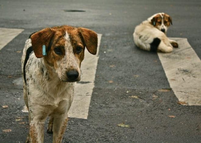 Dog Abandonment: It’s Absolutely Unacceptable