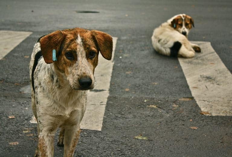 Dog Abandonment: It’s Absolutely Unacceptable