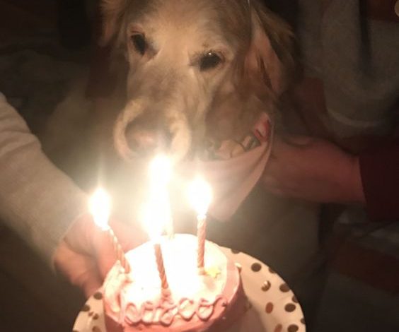 Happy 15th Birthday, Bosco!