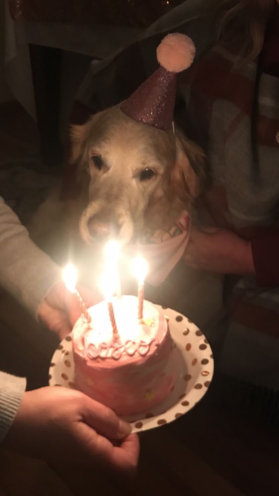 Happy 15th Birthday, Bosco!