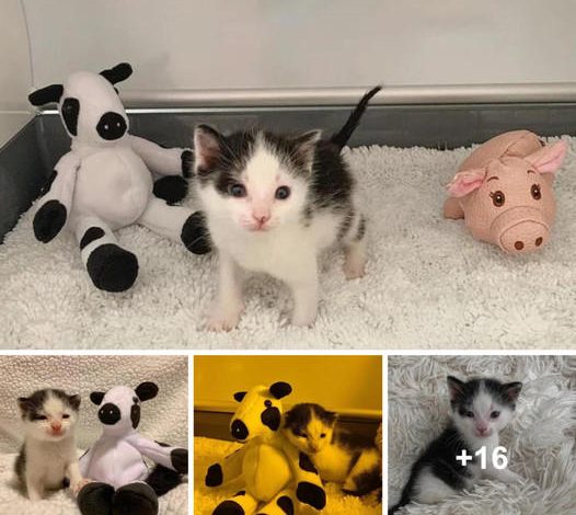 Alone No More: Cow-Spotted Kitten Finds Joy with New Friends