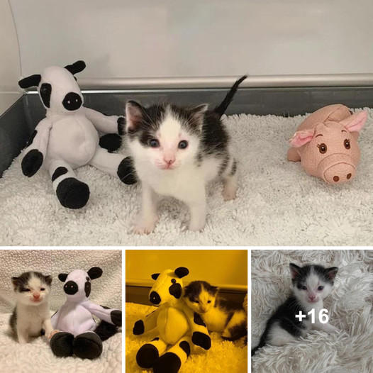 Alone No More: Cow-Spotted Kitten Finds Joy with New Friends