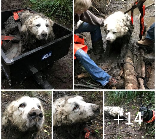 A brave rescue dog embarked on his first mission and successfully saved a family’s missing dog, which had been stuck in the mud for two days.