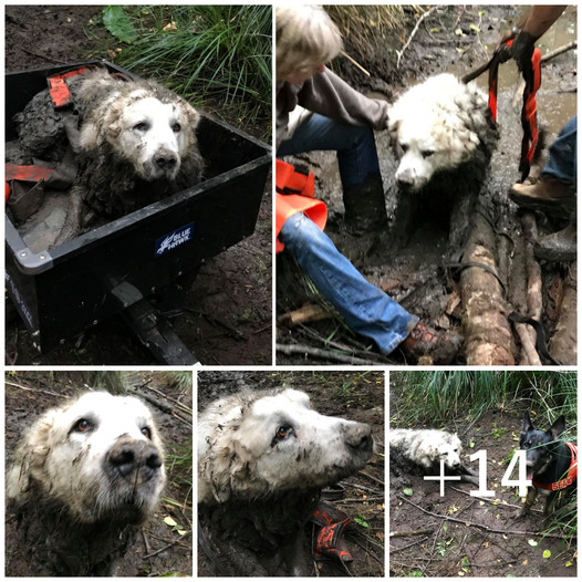 A brave rescue dog embarked on his first mission and successfully saved a family’s missing dog, which had been stuck in the mud for two days.