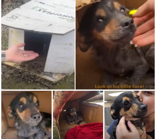 The puppy found inside a wet cardboard box finally receives the bed of its dreams.