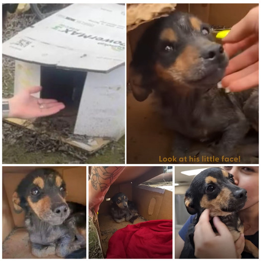 The puppy found inside a wet cardboard box finally receives the bed of its dreams.