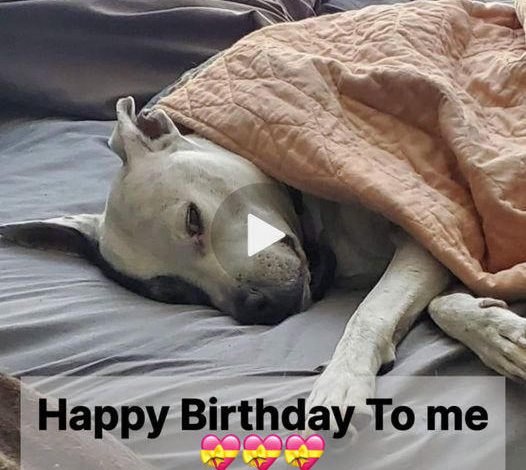 Feeling Overlooked: A Birthday of Heartache as a Dog Yearns for Love and Attention ❤️