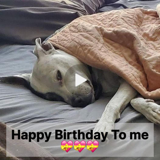 Feeling Overlooked: A Birthday of Heartache as a Dog Yearns for Love and Attention ❤️