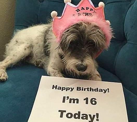 A Heart-Wrenching Birthday Tribute to a Neglected Dog: Emaciated, Dehydrated, and Alone