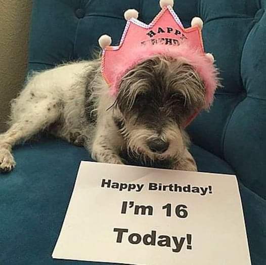 A Heart-Wrenching Birthday Tribute to a Neglected Dog: Emaciated, Dehydrated, and Alone