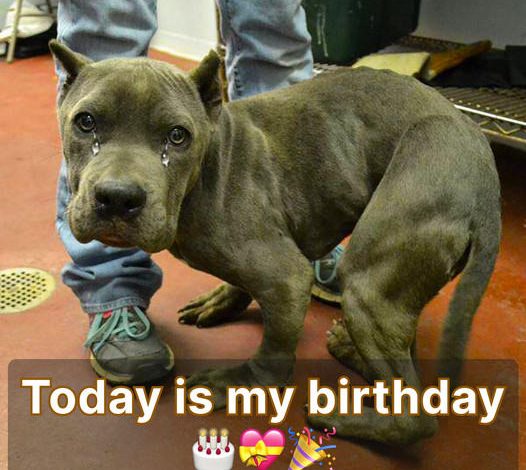 It’s my dog’s special day! Let’s all wish my furry friend a very Happy Birthday!