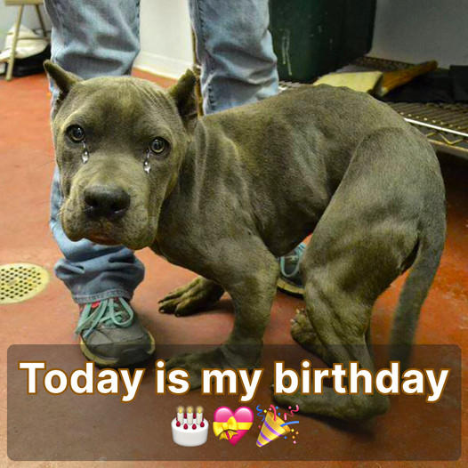 It’s my dog’s special day! Let’s all wish my furry friend a very Happy Birthday!