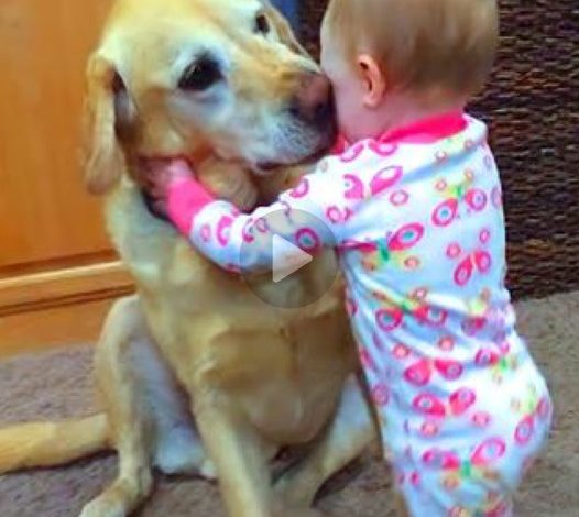 In a touching scene, a tearful 3-year-old boy finds solace in the warm embrace of his beloved dog, beautifully showcasing the profound and heartfelt bond between humans and animals.