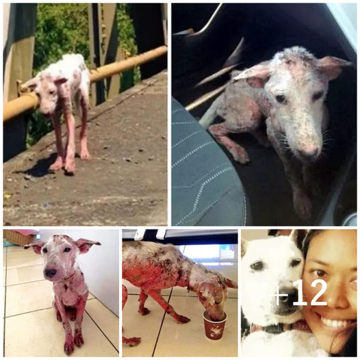 A homeless dog undergoes an extraordinary transformation after being rescued.