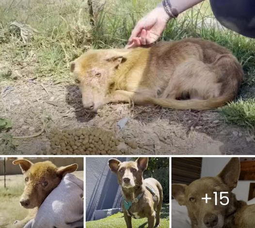 The three-legged dog undergoes an incredible transformation thanks to the dedicated care of his foster mother