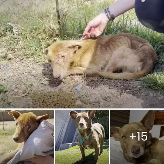 The three-legged dog undergoes an incredible transformation thanks to the dedicated care of his foster mother