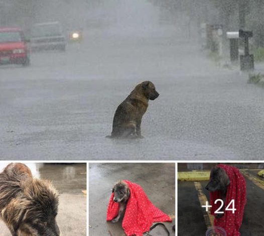 A dog, abandoned and shivering in the rain, too sad to move