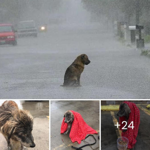 A dog, abandoned and shivering in the rain, too sad to move