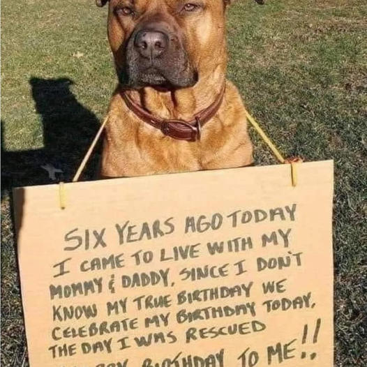 Celebrating Rocky’s Rescue Anniversary: A Day of Joy and Reflection