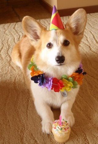 Celebrating a Birthday Corgi: A Joyous Occasion