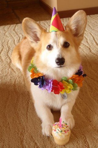 Celebrating a Birthday Corgi: A Joyous Occasion