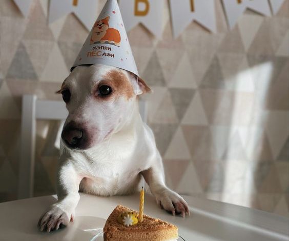 Celebrating Bella: A Dog’s Unforgettable Birthday Bash!