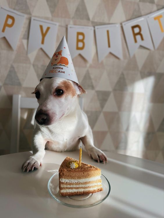 Celebrating Bella: A Dog’s Unforgettable Birthday Bash!