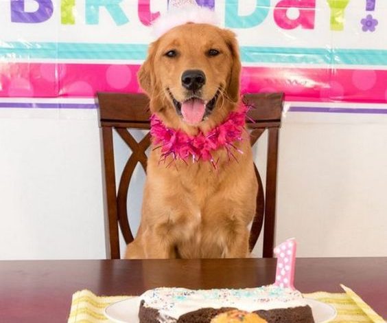 Celebrating Daisy: The Labrador Retriever’s Birthday Bash!