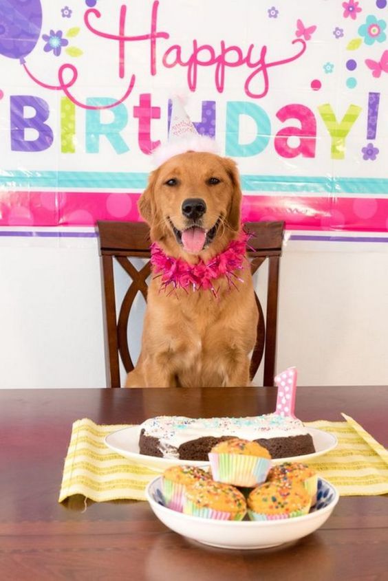 Celebrating Daisy: The Labrador Retriever’s Birthday Bash!