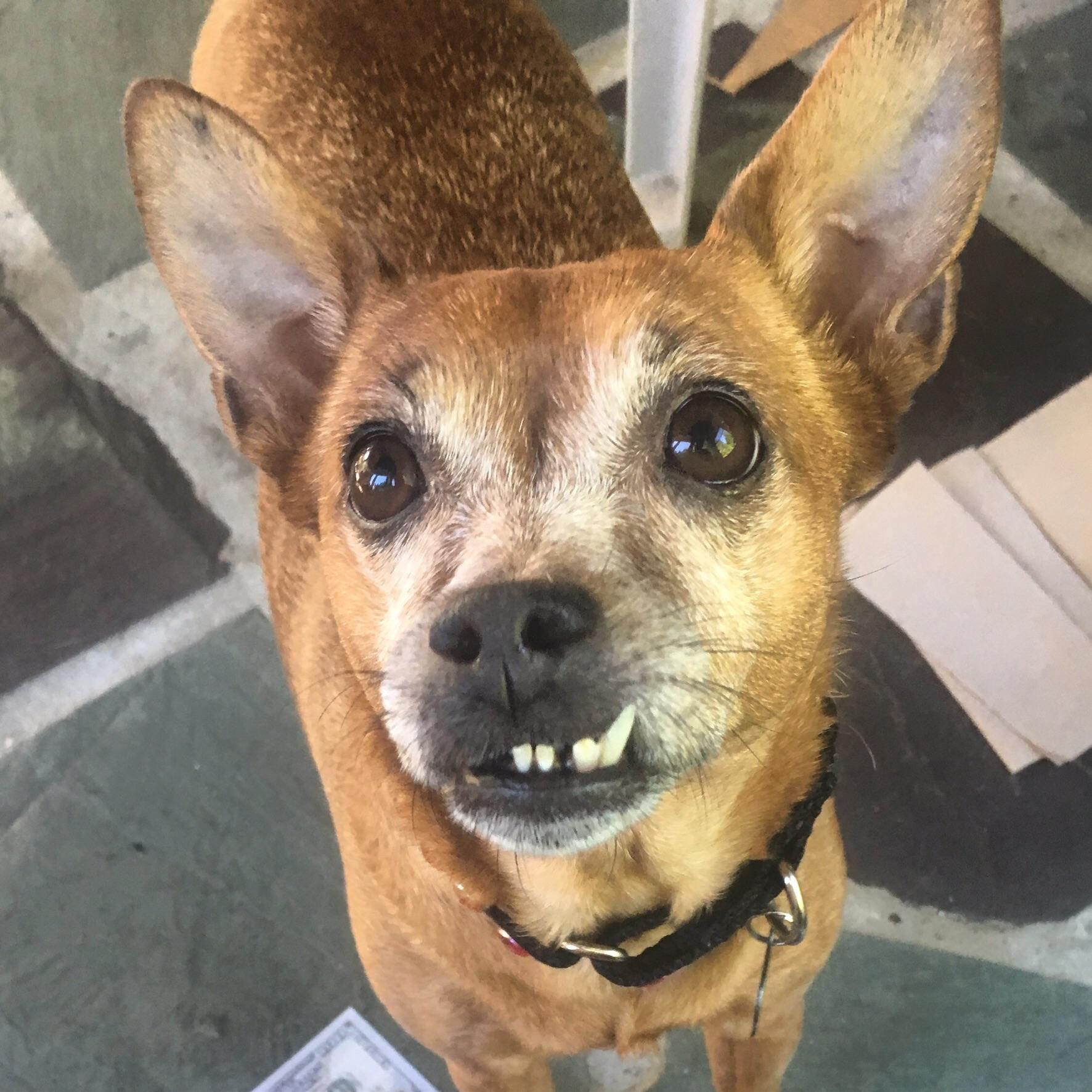 Celebrating Finn’s 4th Birthday: A Joyful Milestone for Our Adorable Brown Pup