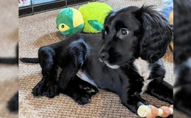 A beautiful, six-legged pup was cruelly abandoned in a car park just because she was a little different.